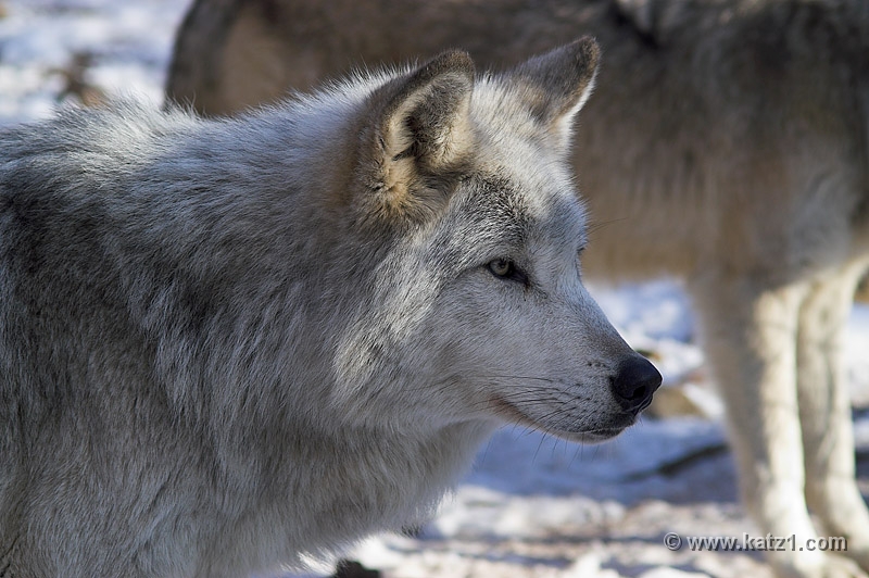 Arctic Wolf 074